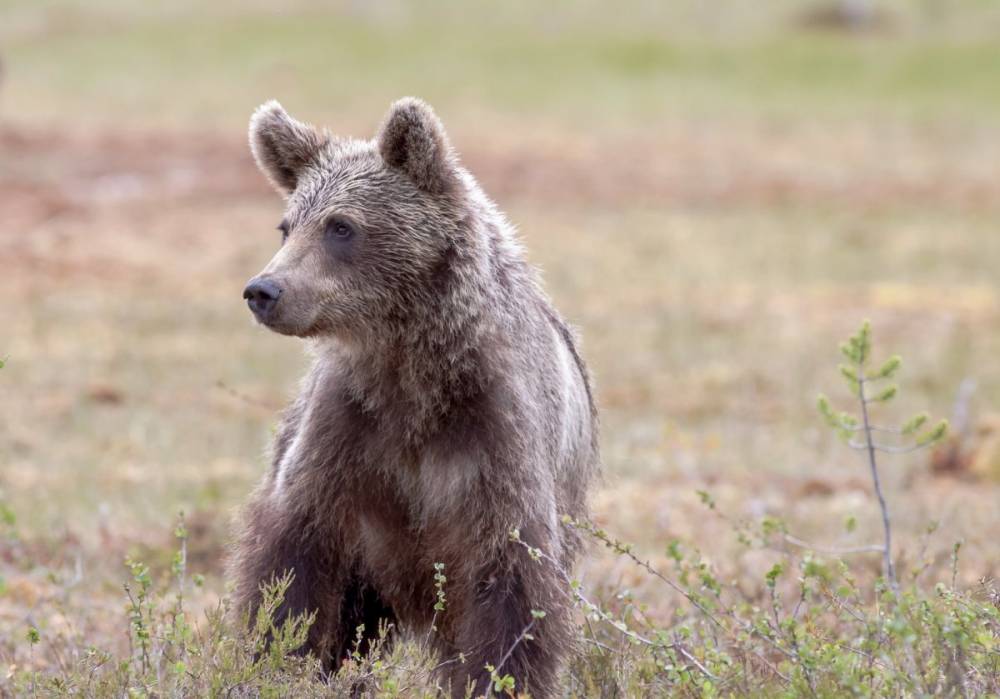 Kilőtték a sepsiszentgyörgyi lakónegyedben garázdálkodó medvét