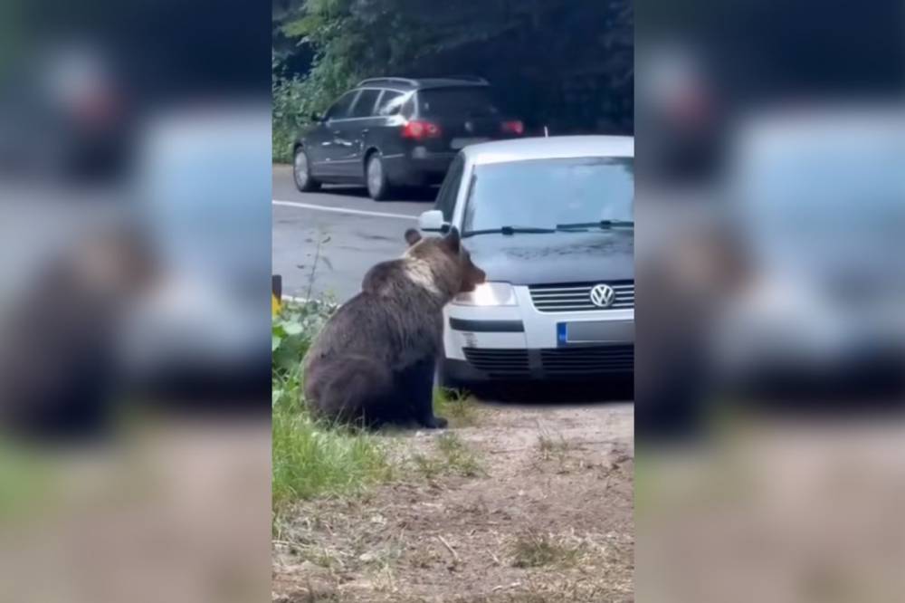 Mintha nekimenne: autójával heccelte az útszéli medvét – videó