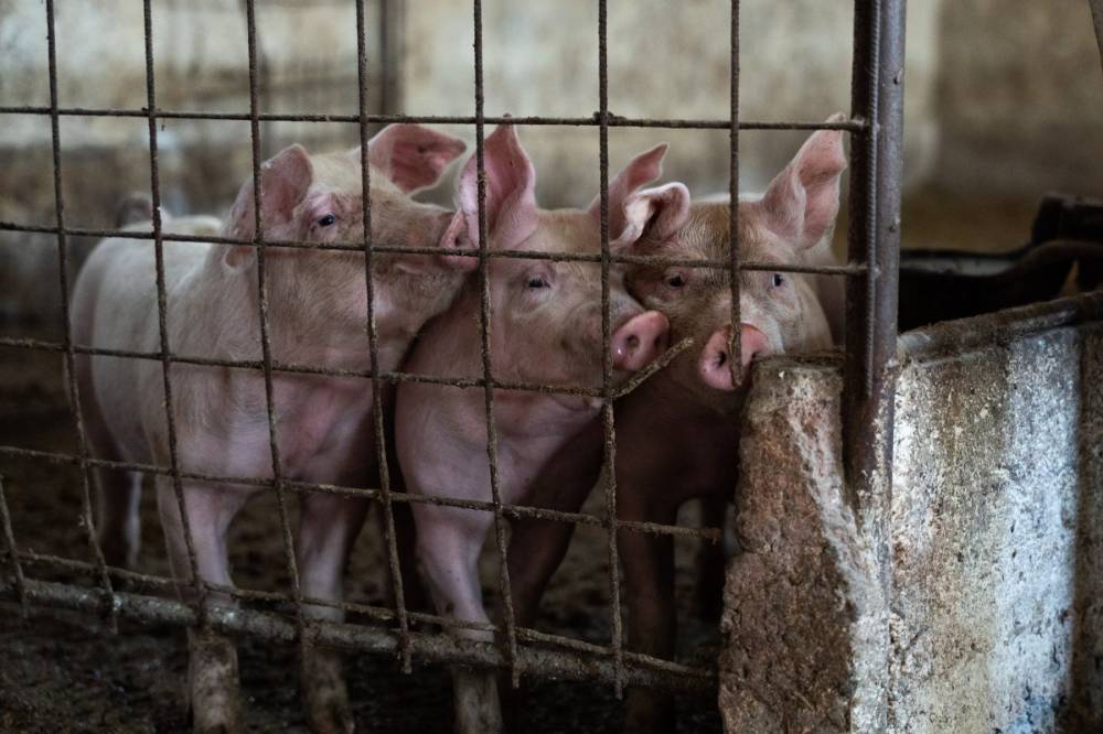 Nem várt eredményt hozott a sertéspestisgóc környékén végzett ellenőrzés