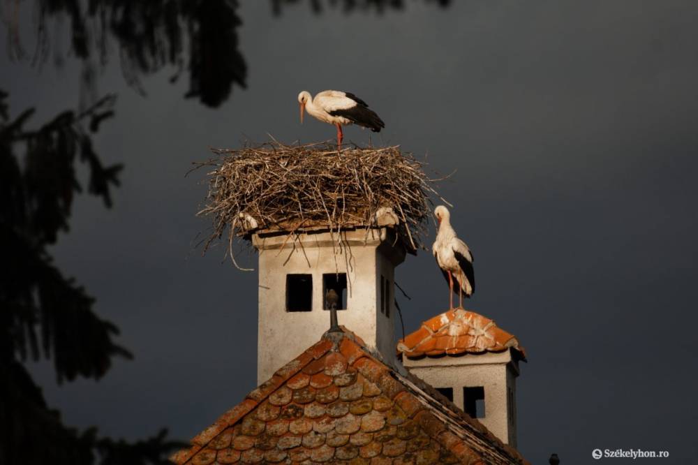 A gólyákat is próbára teszi a szélsőséges időjárás