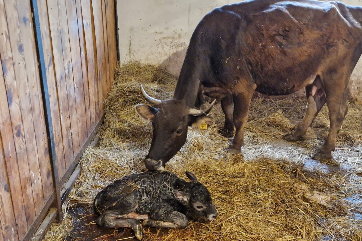 Kihalás szélén álló szarvasmarha fajtából született új egyed a Marosvásárhelyi Állatkertben