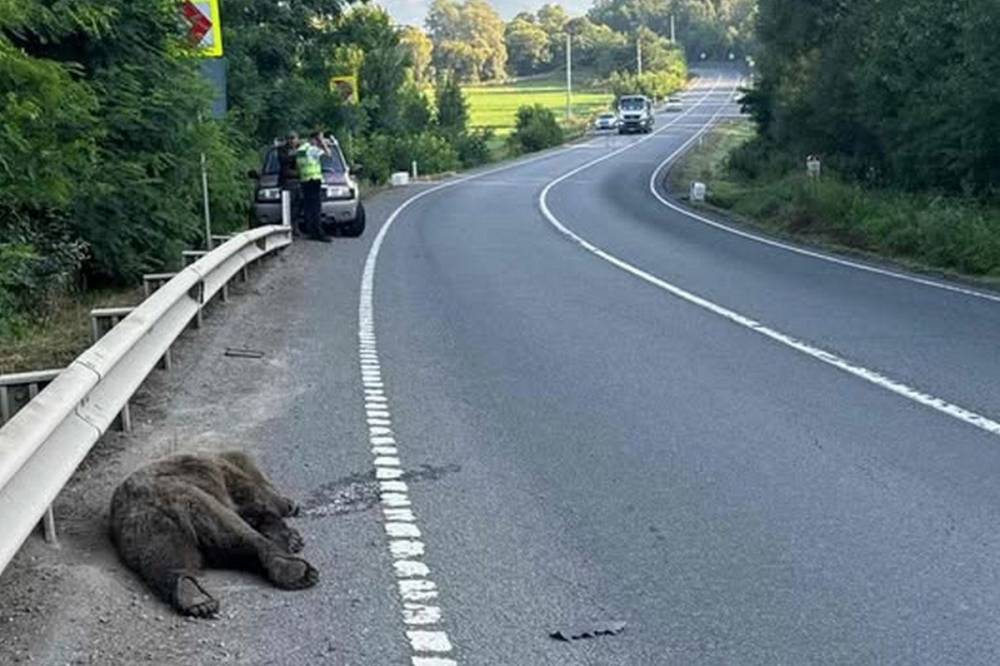 Elgázoltak egy medvét Mikóújfalunál