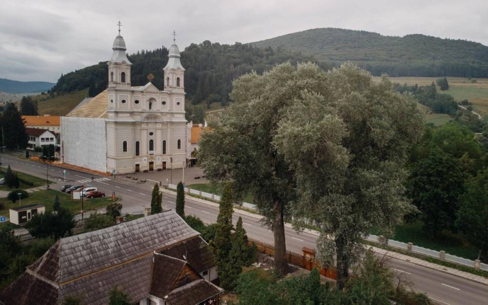 Felmérik a közel száz éves fák állapotát Csíkszeredában biztonsági okokból