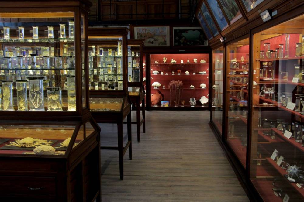 Valóság és mítosz összekapcsolódása: zoológiai tárlat nyílik Kolozsváron