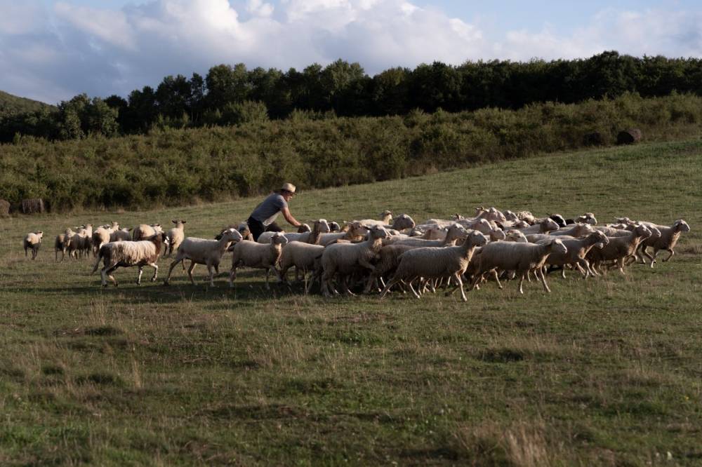 Pásztor nélkül a mezőn: francia juhokkal újít a kalotaszegi állatorvos