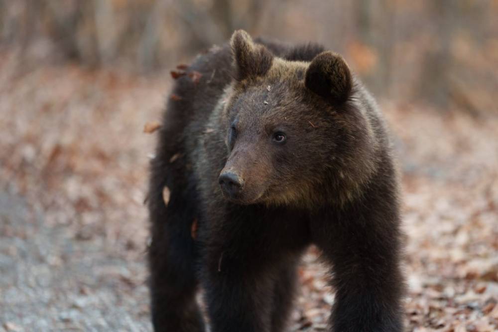 Súlyos bírság jár ezután a medvék etetéséért