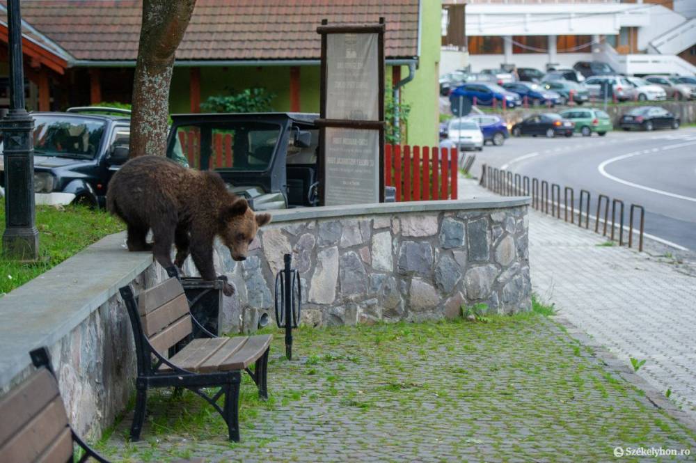A településekre bejáró medvék azonnali kilövését lehetővé tevő jogszabályt fogadott el a kormány
