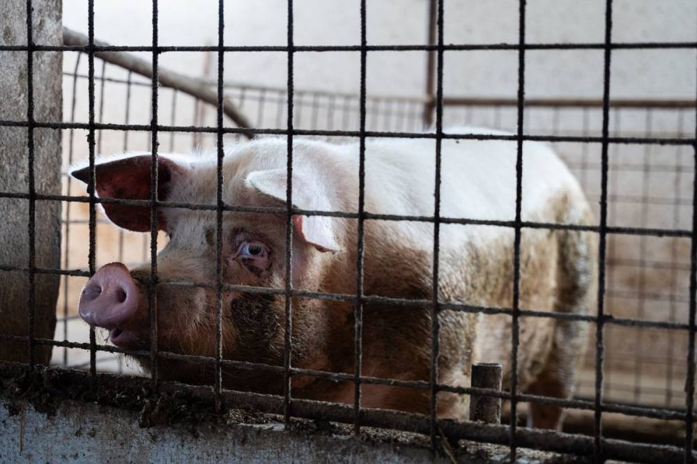 Sertéspestisgócpont Kovászna megyében is – az állatokat elpusztították