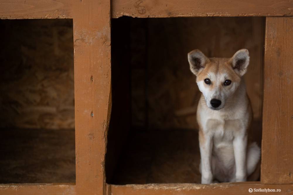 Nincs elég hely a kóbor állatoknak, új menhelyet nyitnának Maros megyében