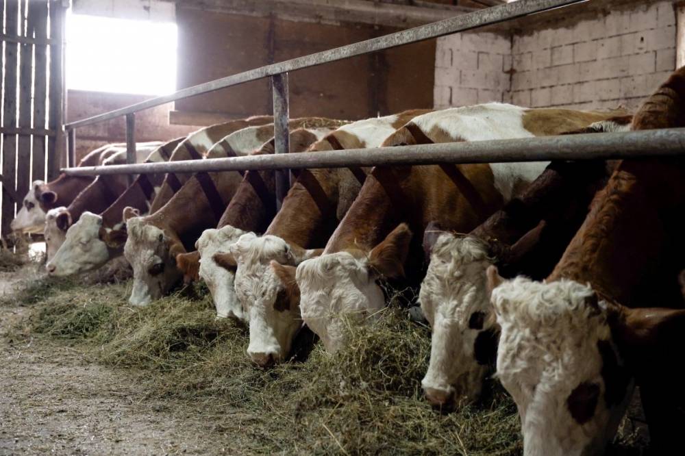 Fejőstehén helyett húsmarha – átalakulóban az állattenyésztés