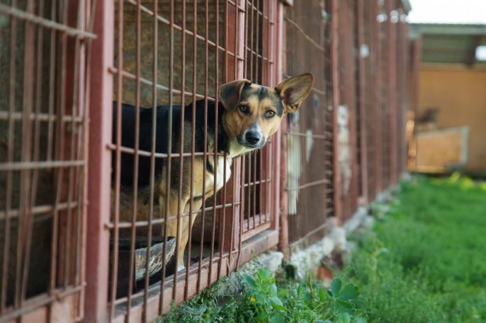 Betilthatják a menhelyeken tartott egészséges kutyák eutanáziáját egy törvénytervezet szerint