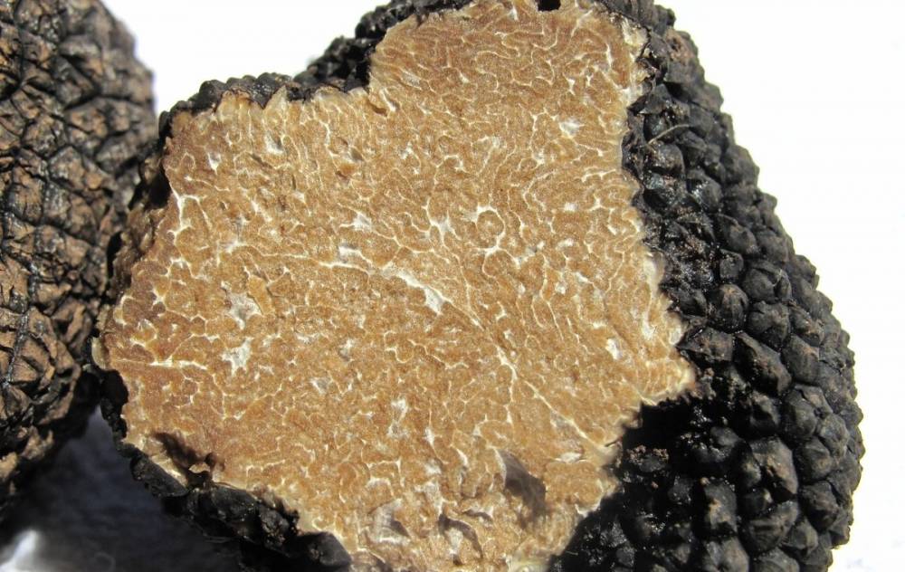 Szarvasgomba és erdei gyümölcsök forgalmazásából gazdagodtak meg: több mint 150 milliós csalás Bihar megyében