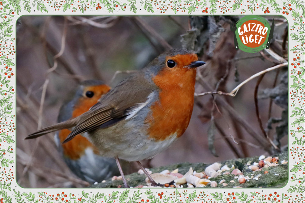 Ha vigyázunk a madarakra, ők is vigyáznak ránk