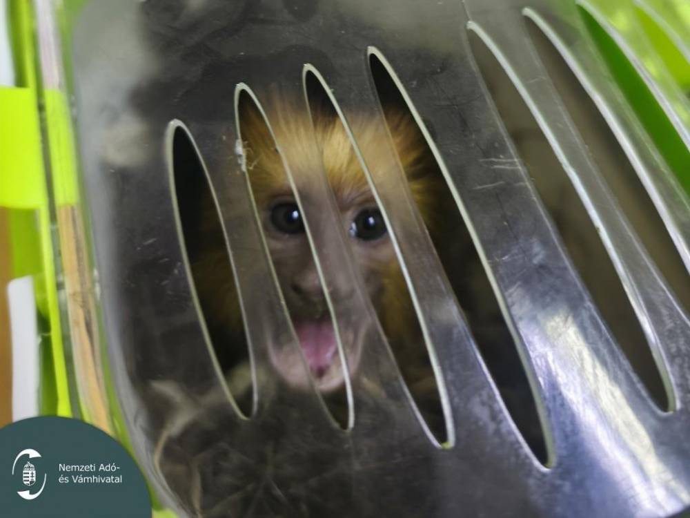 Aranyfejű oroszlánmajmot akart Olaszországba csempészni egy román férfi, de nem jutott messzire