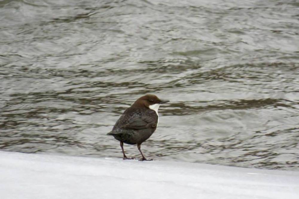 Kirándulással egybekötött madárszámlálásra hív a Milvus Csoport