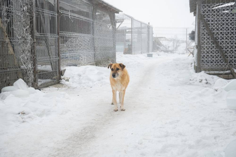 Nehéz időszaka következik a csíkszeredai kutyamenhelynek