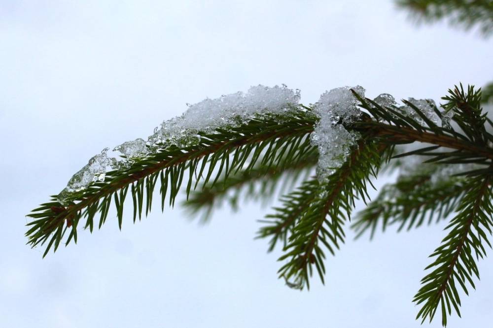 Lombhullatók és örökzöldek túlélési stratégiái