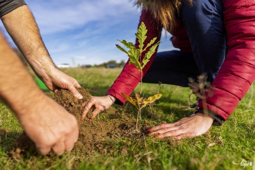 Meghirdették a Zöldövezet program újabb kiadását
