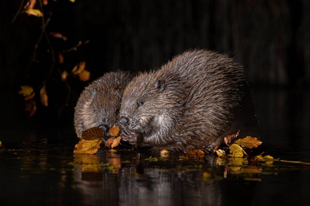 Hódok: hősök a vízgazdálkodásban, de gondot is okozhatnak