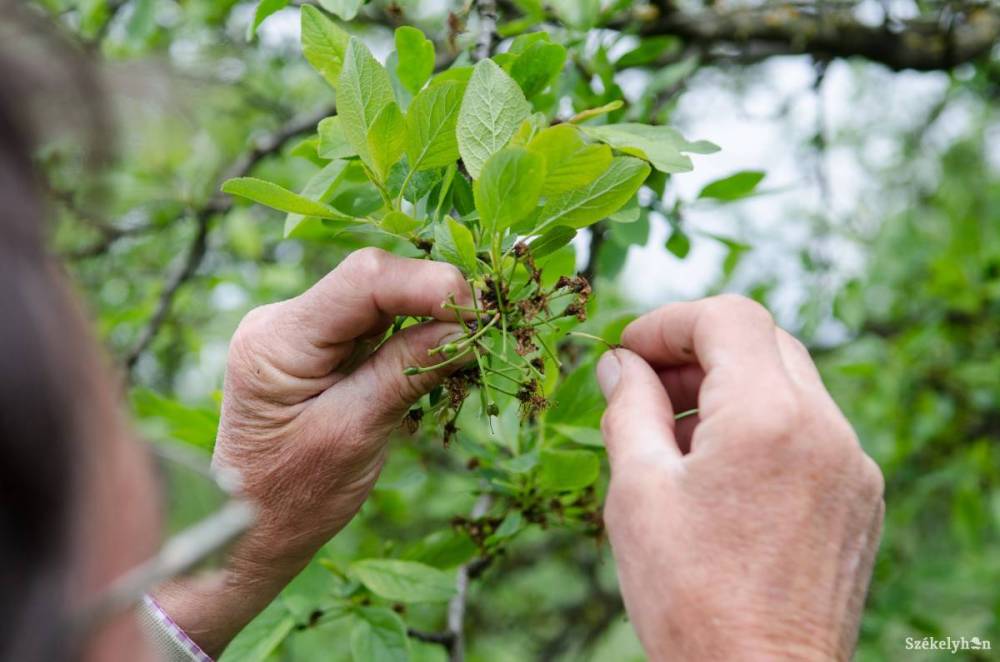 Kárpótlást kapnak a tavaly tavaszi fagykárok által érintett gyümölcstermelők
