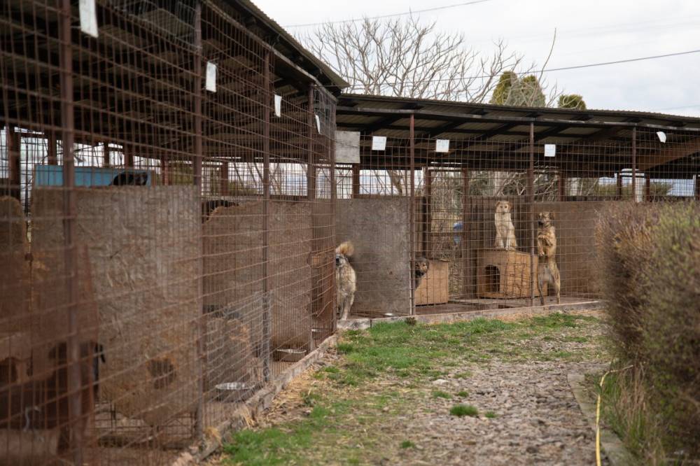 Nyolc kutyát altattak el tavaly a szépmezői menhelyen