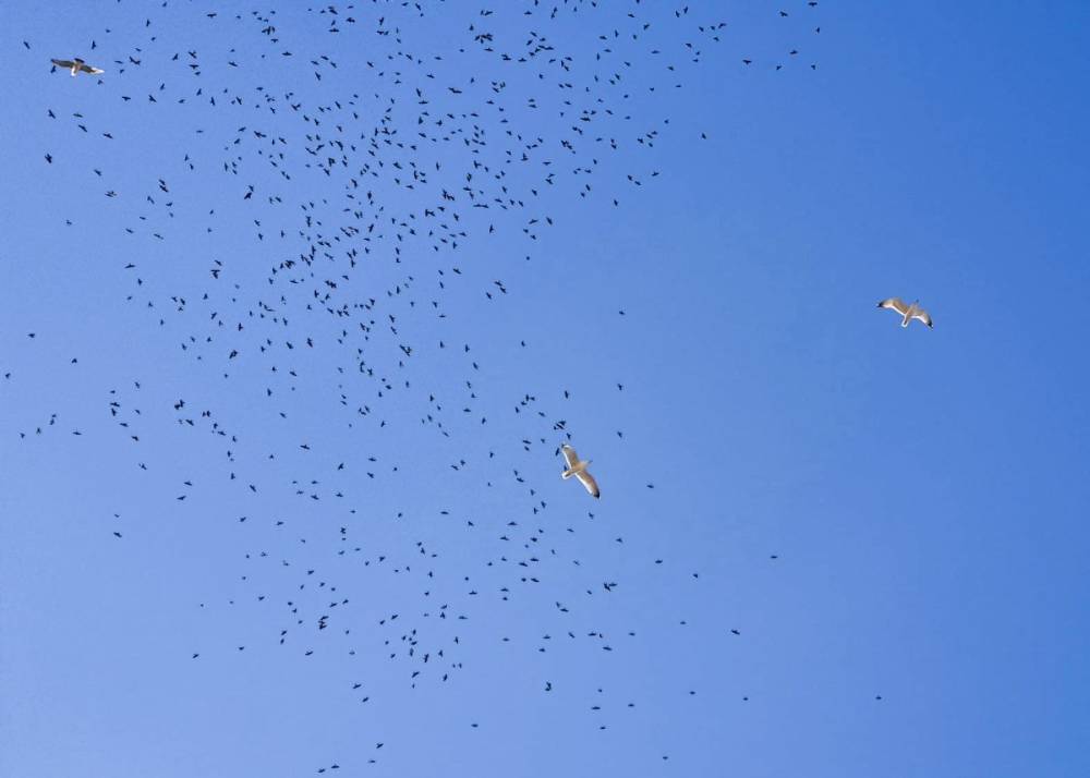 Minden adat számít: tízéves az OpenBirdMaps, a Milvus közösségi madártérképe (VIDEÓ)
