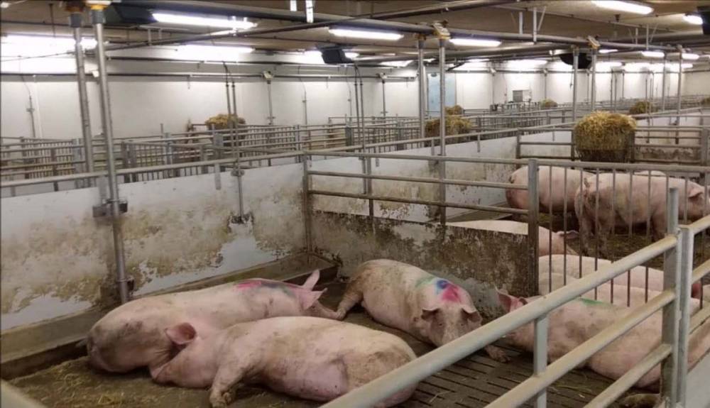 Válságban a romániai sertéságazat: tömeges bezárások fenyegetik a gazdaságokat