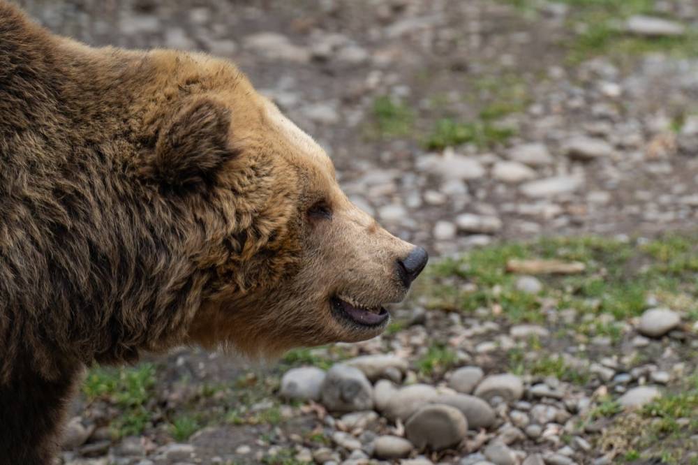 Bocsos medve támadt a pásztorra Marosszéken