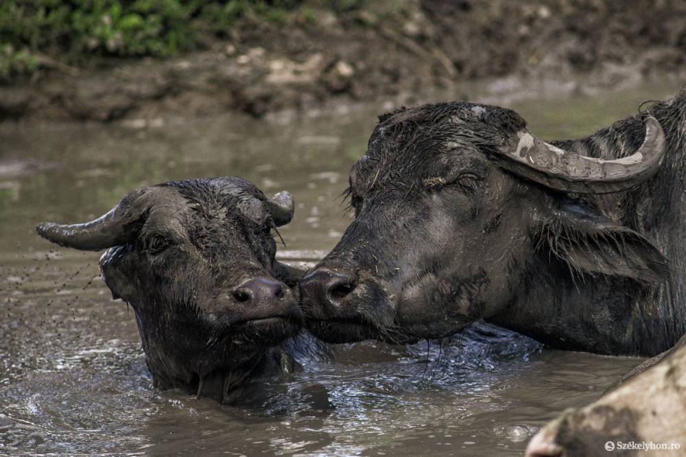 Vadállatláger Erdélyben: több mint 200 bölény, bivaly, szarvas veszett oda