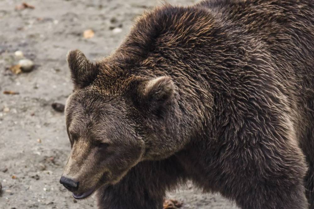 Mély sebeket ejtett a medve egy pásztoron