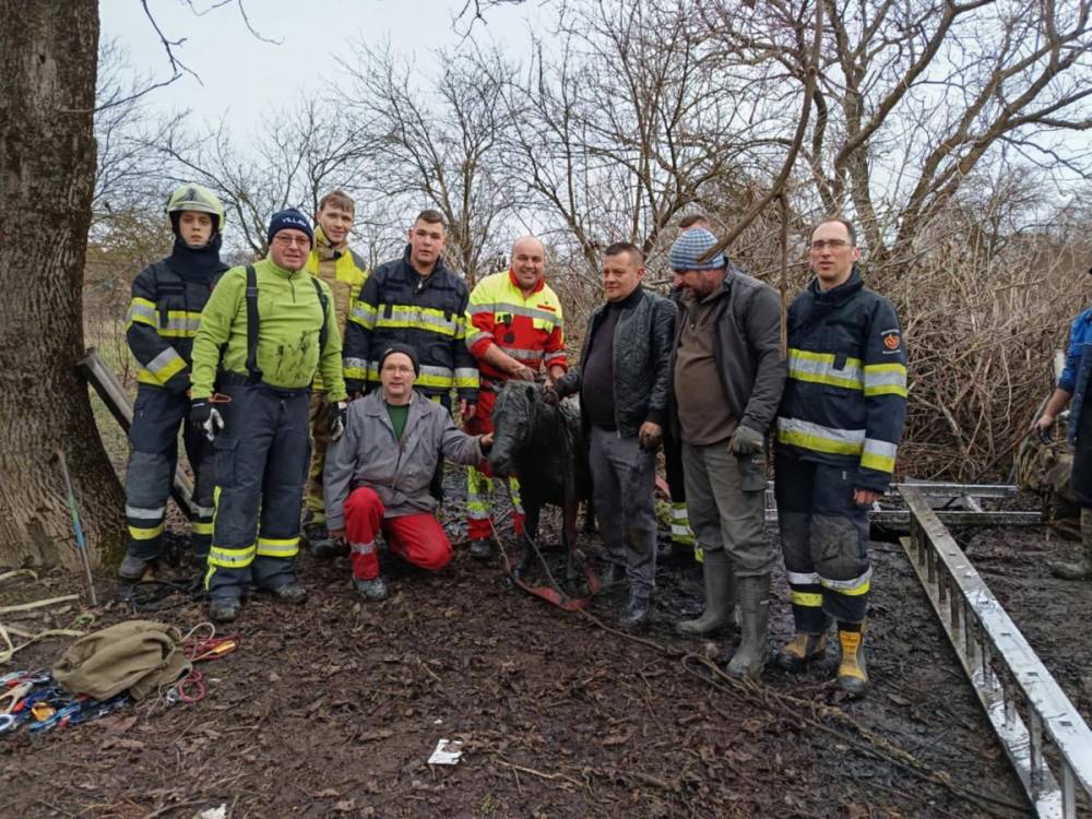 Emésztőgödörbe zuhant pónit mentettek