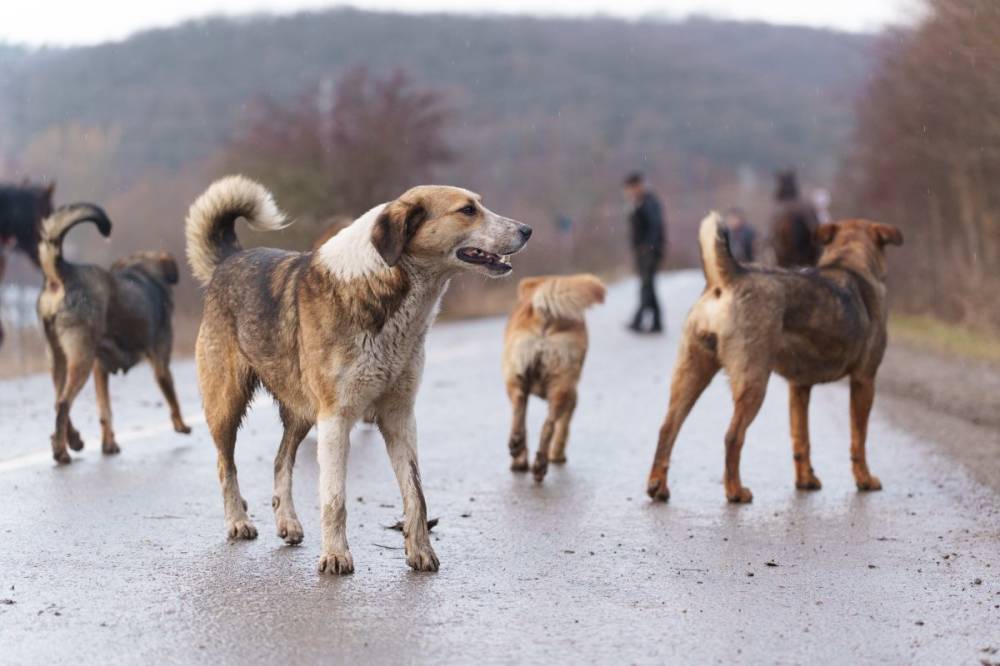 Elszabadult kutyák támadtak rá egy fiúra Maros megyében, őrizetbe vették a gazdát