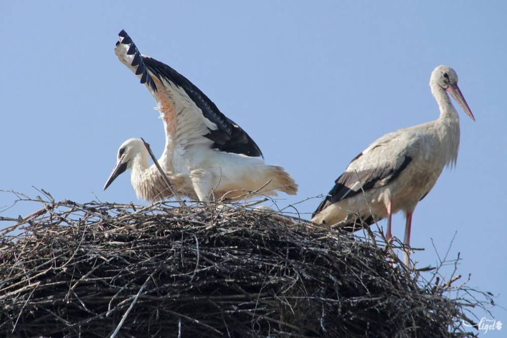 Élőben követhetjük, mikor érkeznek a gólyák a fészekbe