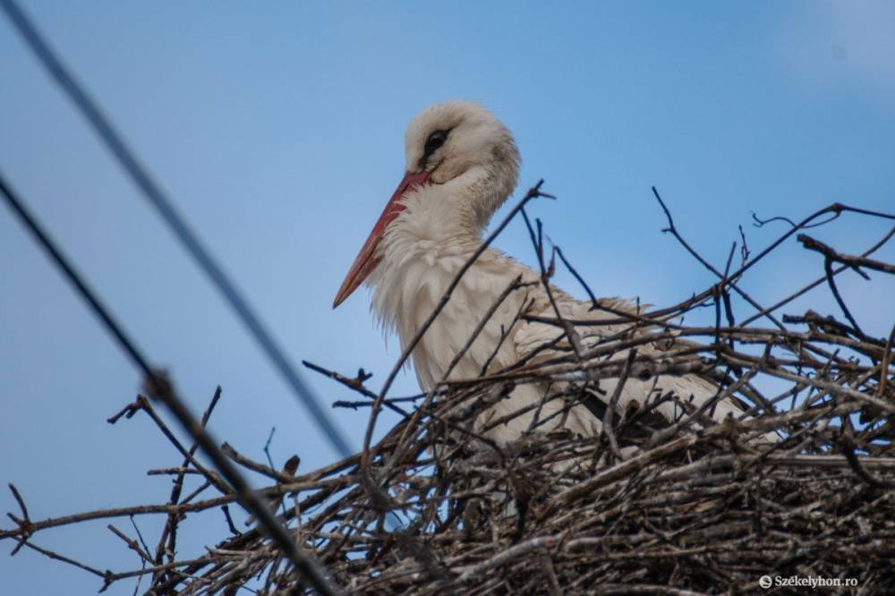 Megérkezett az első gólya Csíkszentsimonba
