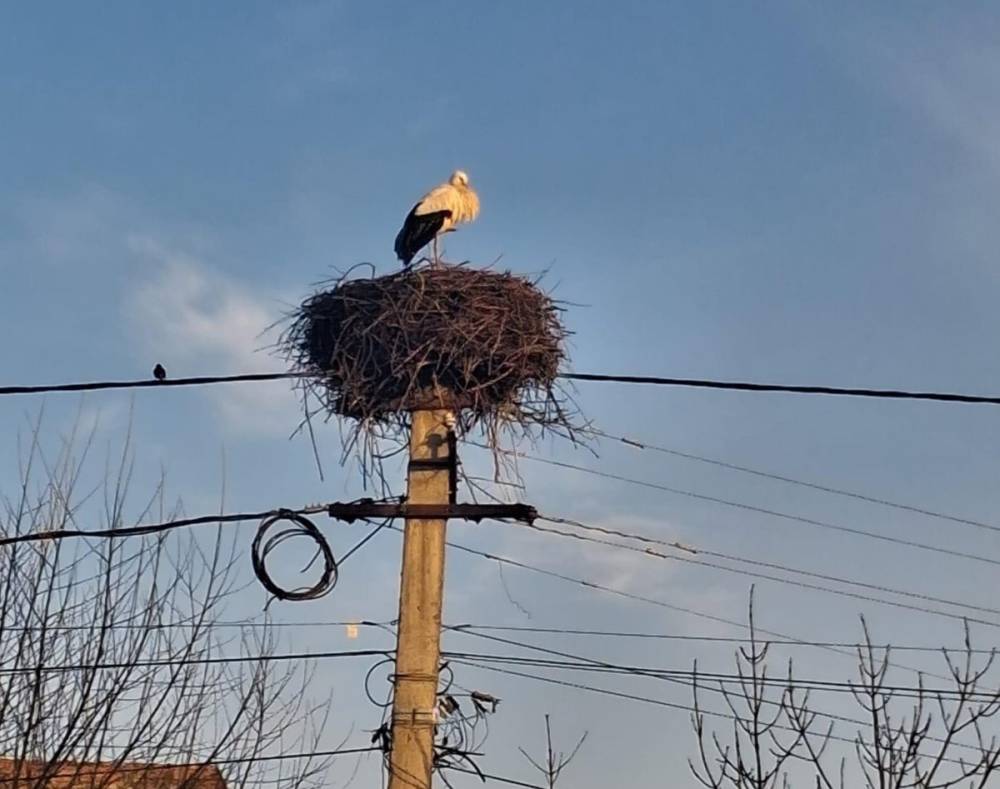 Székelyföld egyik településére már megérkezett az első gólya