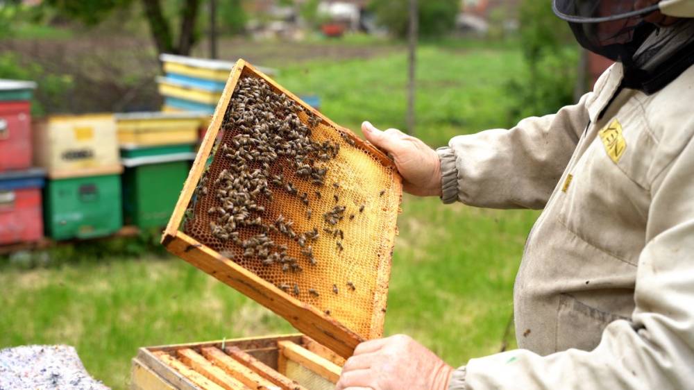 Új méhésztámogatási rendszer a láthatáron – a tervezet a szenátus asztalán van