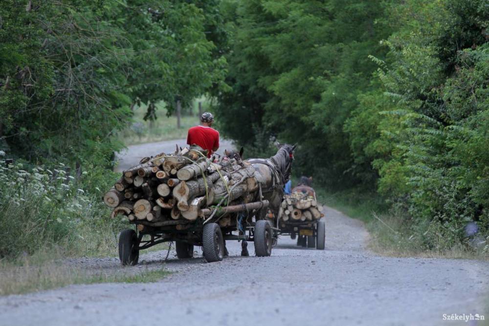 Húsz köbméternyi bükkfát foglaltak le Székelykeresztúr környékén