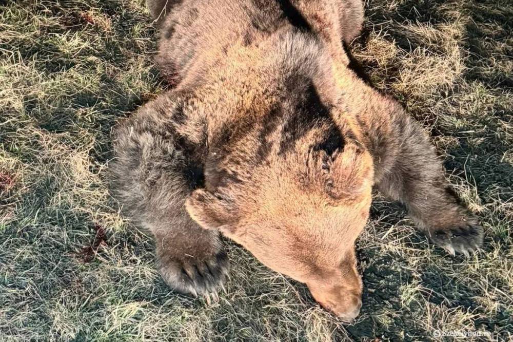 Szürkemarhát megölő medvét lőttek ki Székelyszenterzsébeten