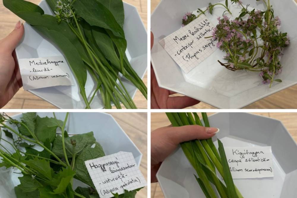 Az ibolyák és hangyák titkos kapcsolata