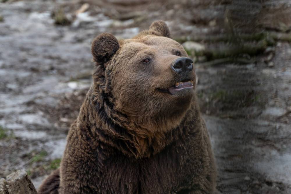 Medvék, farkasok: gyarapodnak az egyik erdélyi megyében a vadak okozta károk