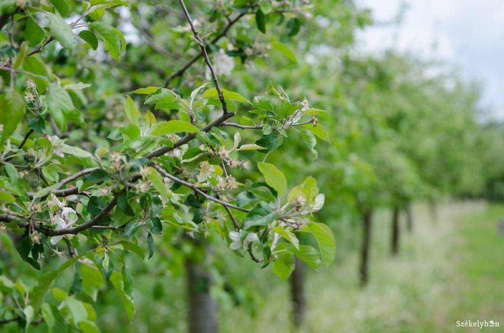 Ökogazdálkodás Hargita megyében: megvan, hogy általában mekkora területen válik jövedelmezővé