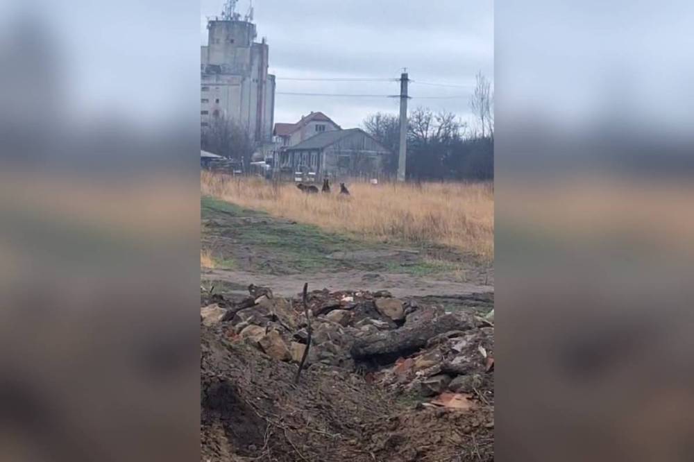 Nem nézte az akadályt a kétbocsos anyamedve, amikor elkergették Kézdivásárhelyen – videóval