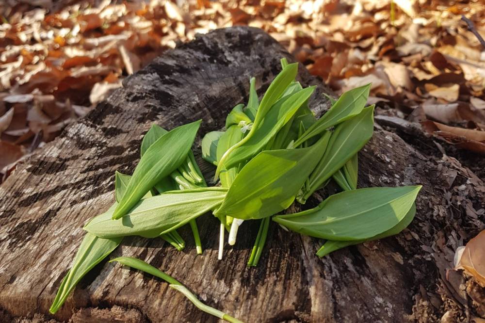 Gyűjtsünk bojtorjánsalátát és medvehagymát