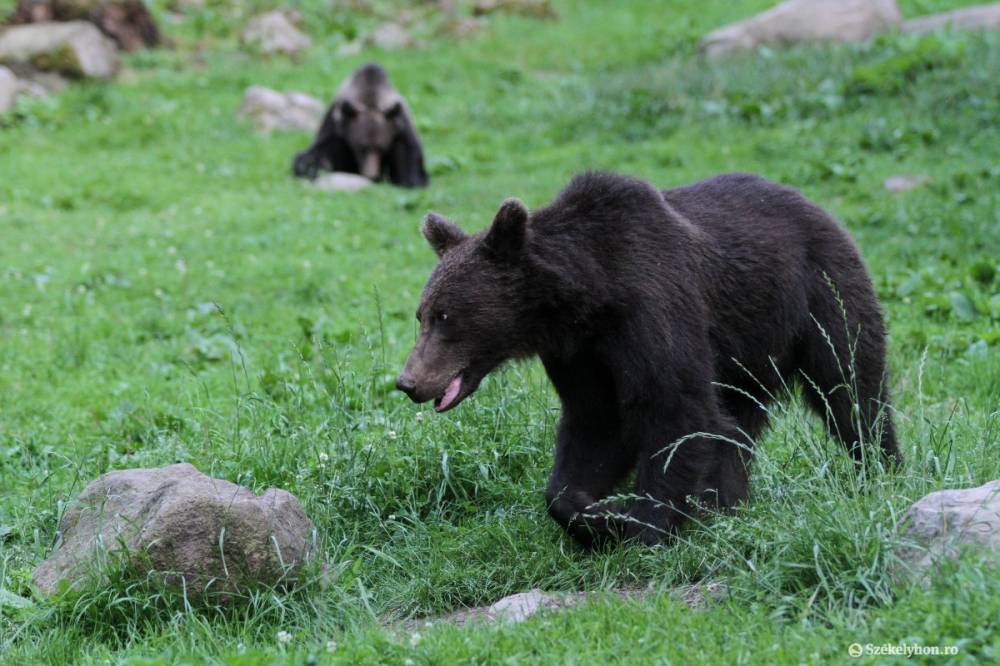 Hány medve van Maros megyében?