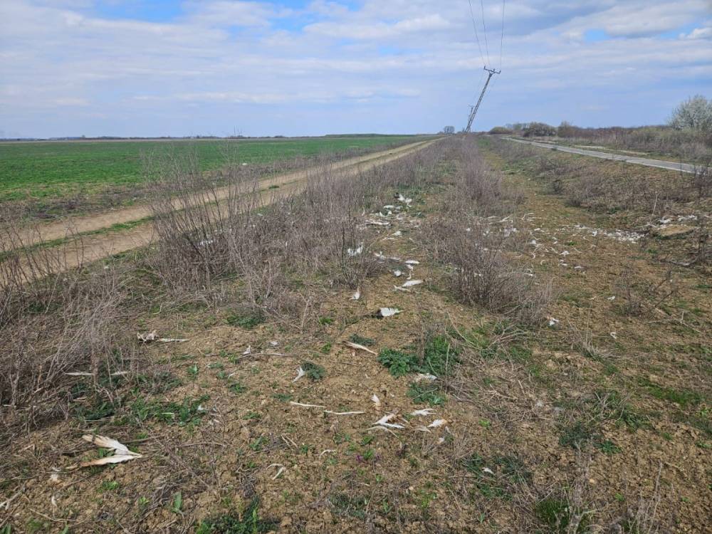 Túzokpusztulás Romániában: a Milvus szerint sürgős intézkedésekre van szükség