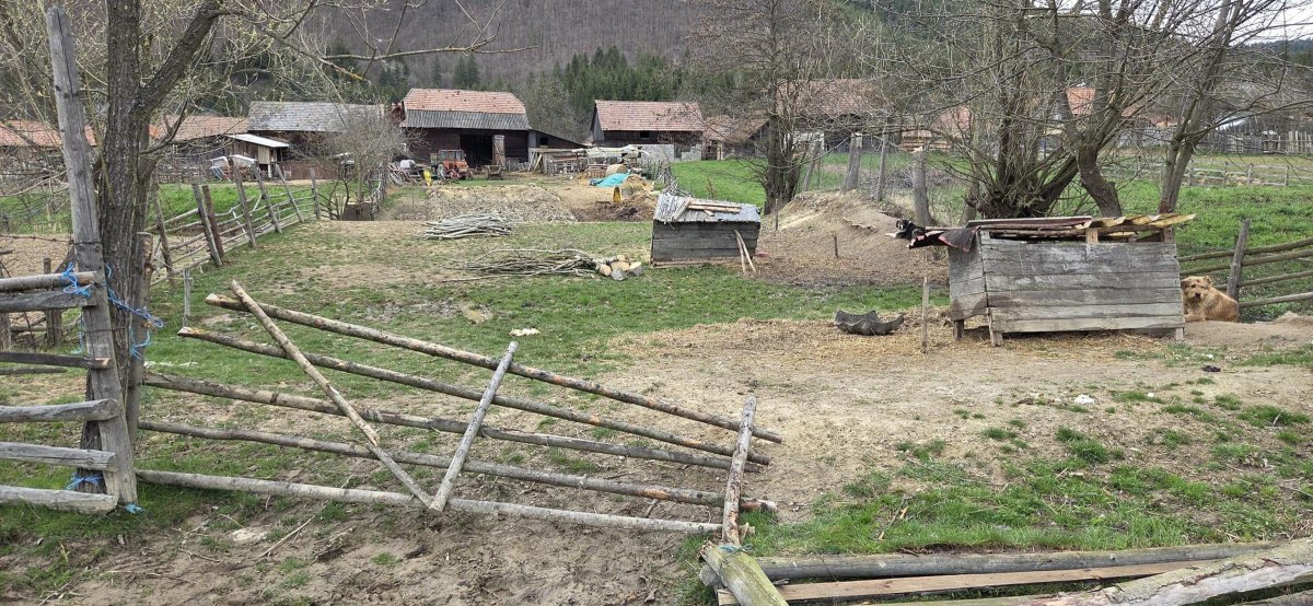 Újra visszatért a medve Zabolára, pusztítást és károkat hagyva maga után