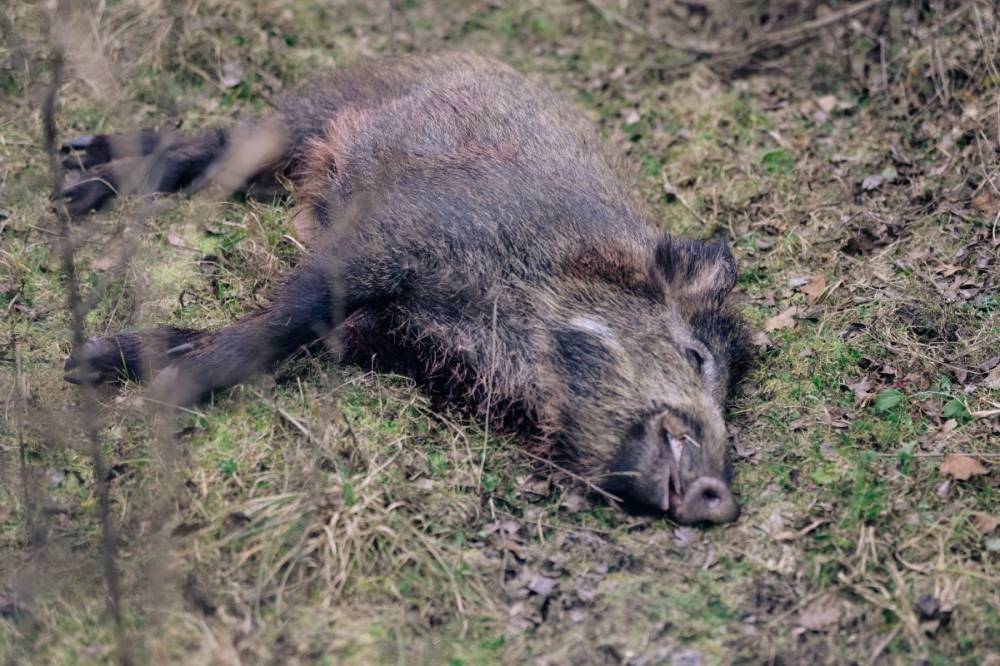 Afrikai sertéspestist mutattak ki egy elhullott vaddisznóban Kápolnásfalu közelében