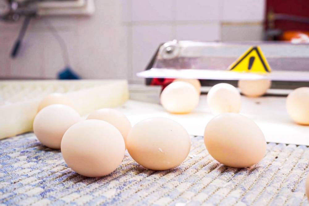 1,5 millió szalmonellával fertőzött tojást foglalt le az Élelmiszer-biztonsági hatóság 