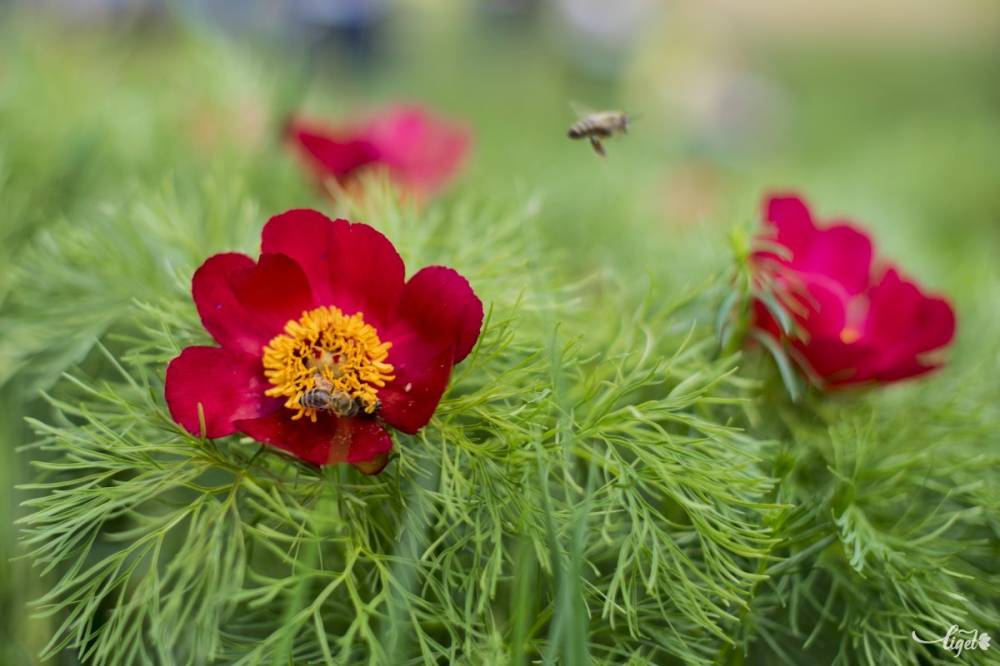 Nyílnak a sztyeppei bazsarózsák, idén is lesz fesztivál Mezőzáhon