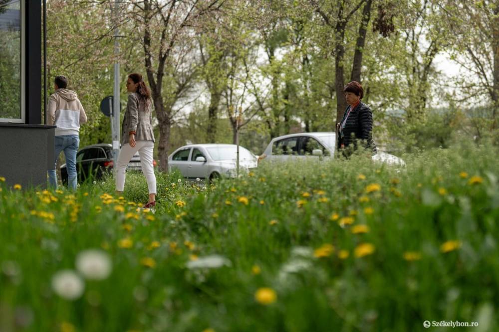 Vágják a füvet, irtják a kullancsokat